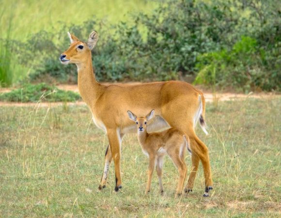 Calving & Crater Crown (Dec–Mar) — 7 Days / 6 Nights