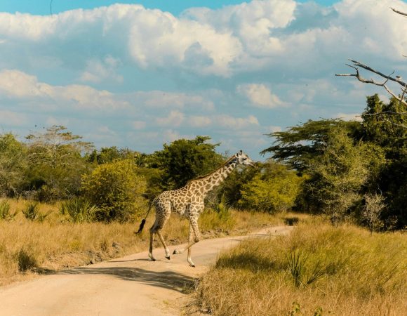 Ruaha + Katavi Remotest Africa — 8 Days / 7 Nights