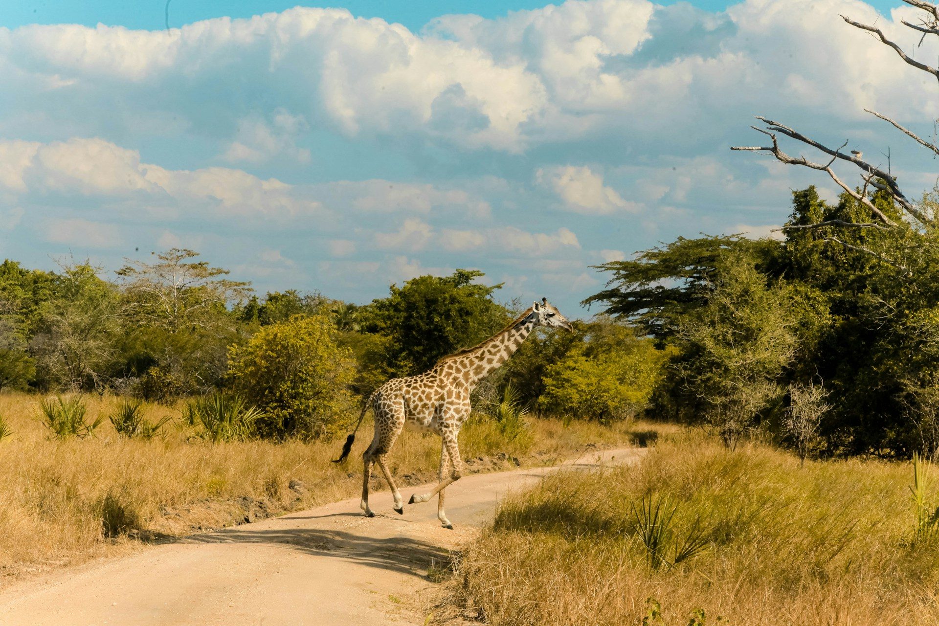 Ruaha + Katavi Remotest Africa — 8 Days / 7 Nights