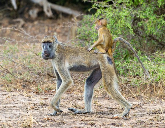Selous (Nyerere) + Fanjove Private-Island Retreat — 6 Days / 5 Nights