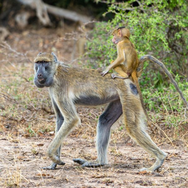 Selous (Nyerere) + Fanjove Private-Island Retreat — 6 Days / 5 Nights
