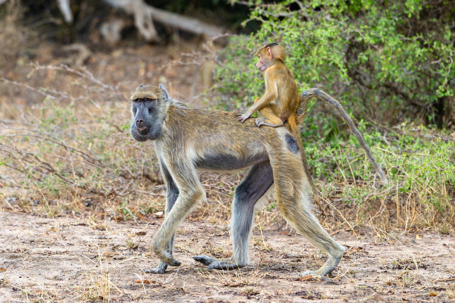 Selous (Nyerere) + Fanjove Private-Island Retreat — 6 Days / 5 Nights
