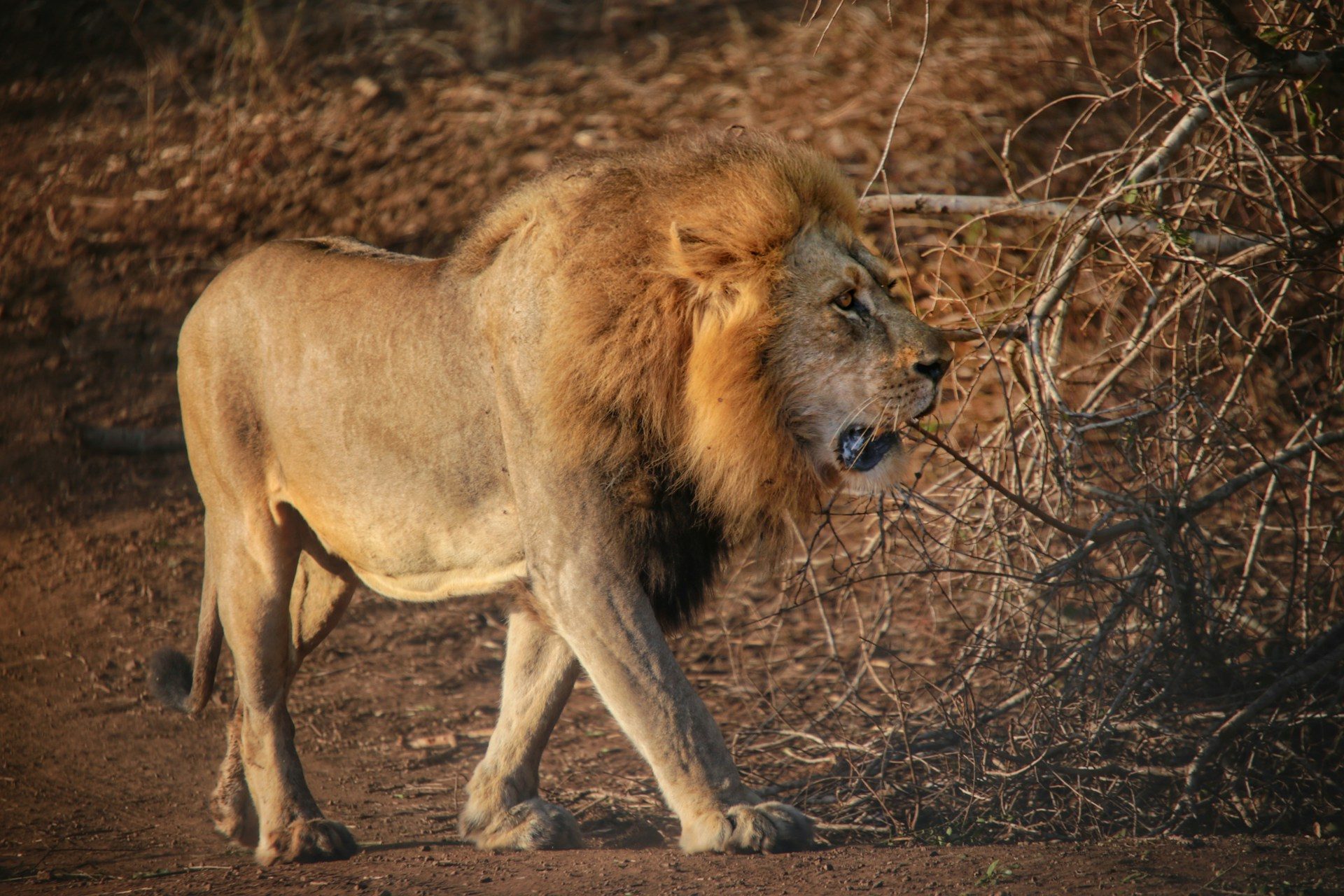 Nyerere National Park (Selous)