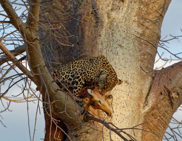 Nyerere (Selous) Fly-In Safari — 1 Day