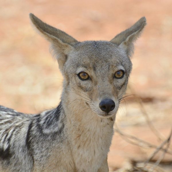 Ruaha Photographer’s Special (Private) — 5 Days / 4 Nights