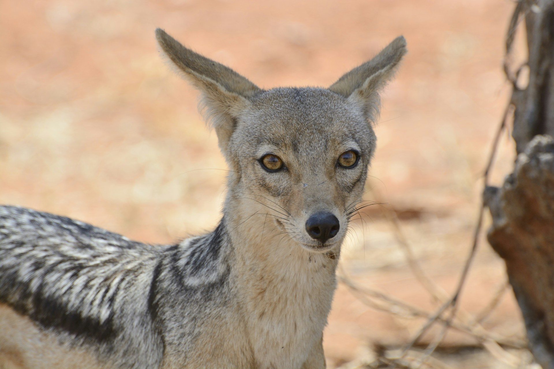 Ruaha Photographer’s Special (Private) — 5 Days / 4 Nights