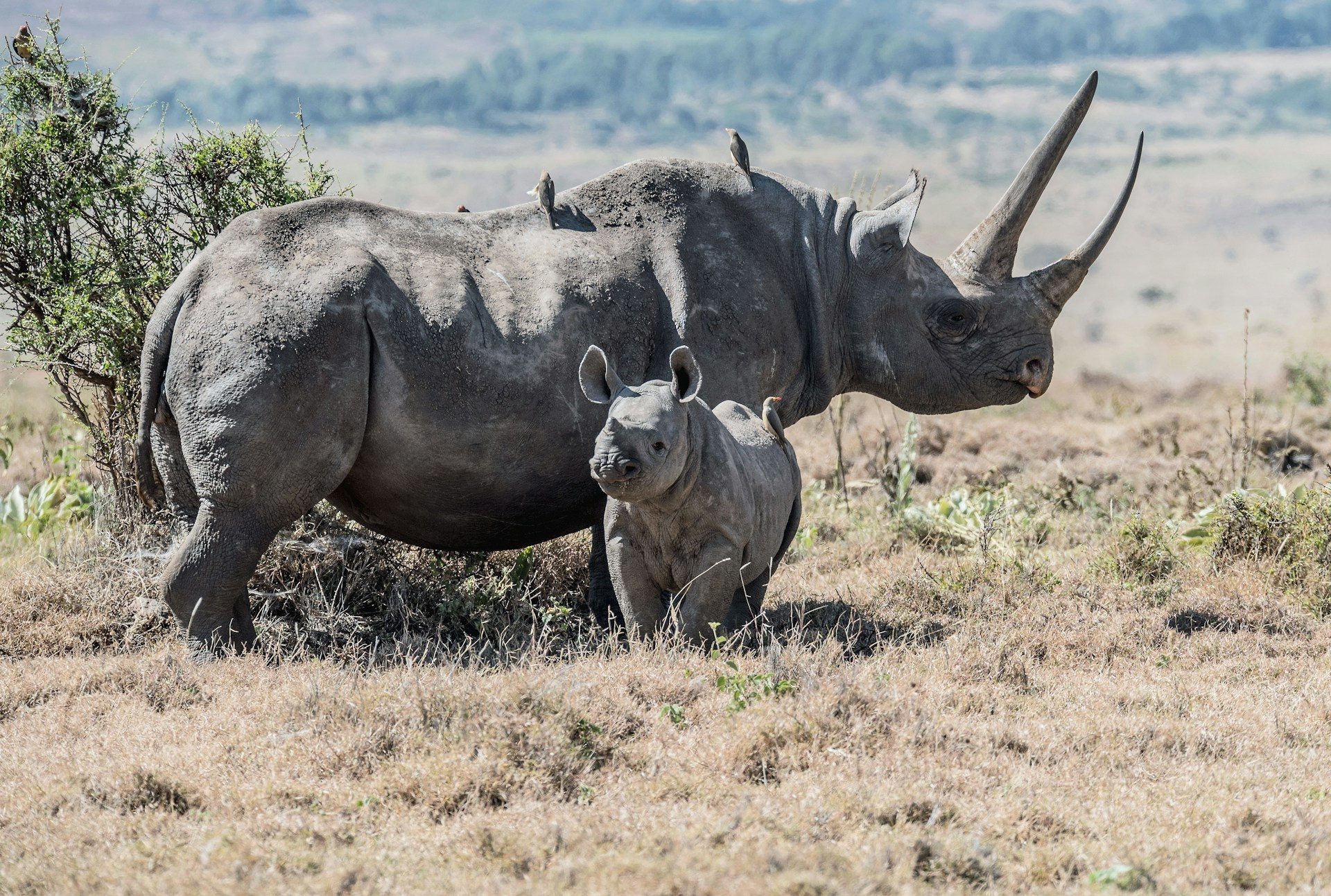 Mkomazi National Park