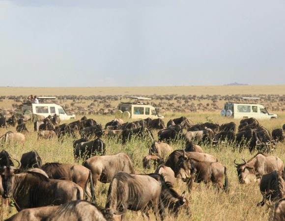 Classic Serengeti (Central) — 5 Days / 4 Nights