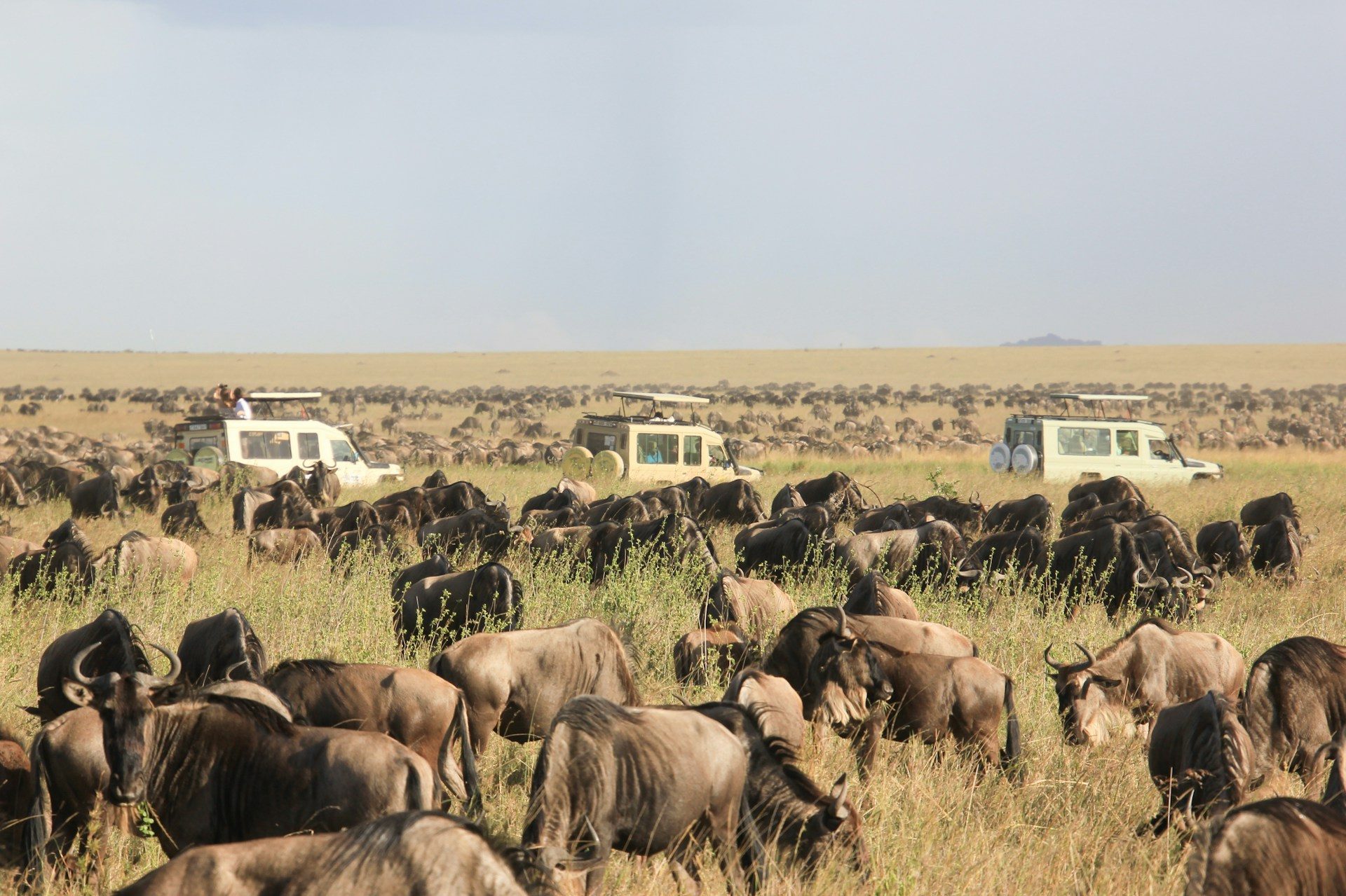 Classic Serengeti (Central) — 5 Days / 4 Nights