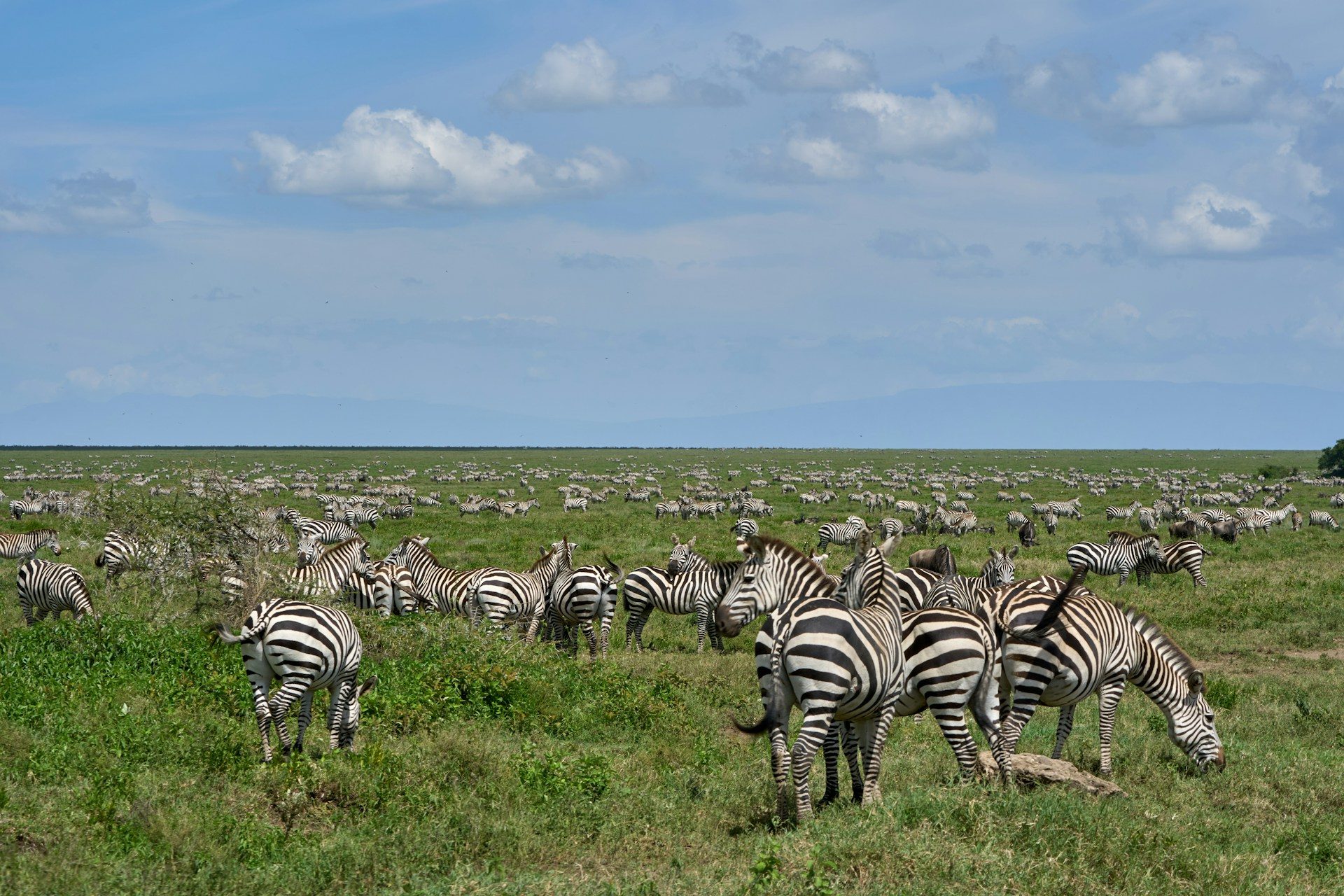Ngrorongoro Crater