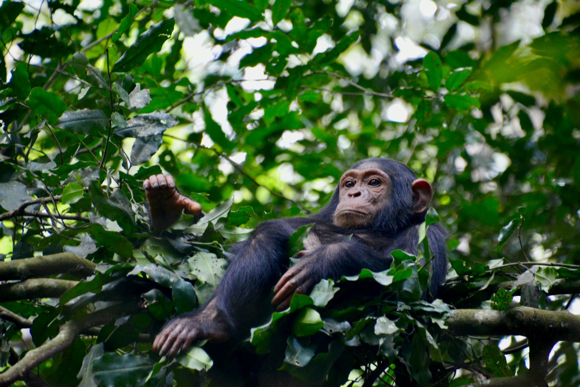 Mahale Mountains National Park