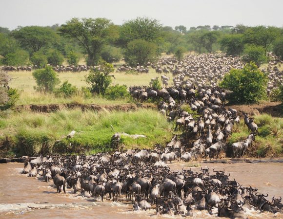 Serengeti River Crossings (Jul–Oct) — 7 Days / 6 Nights