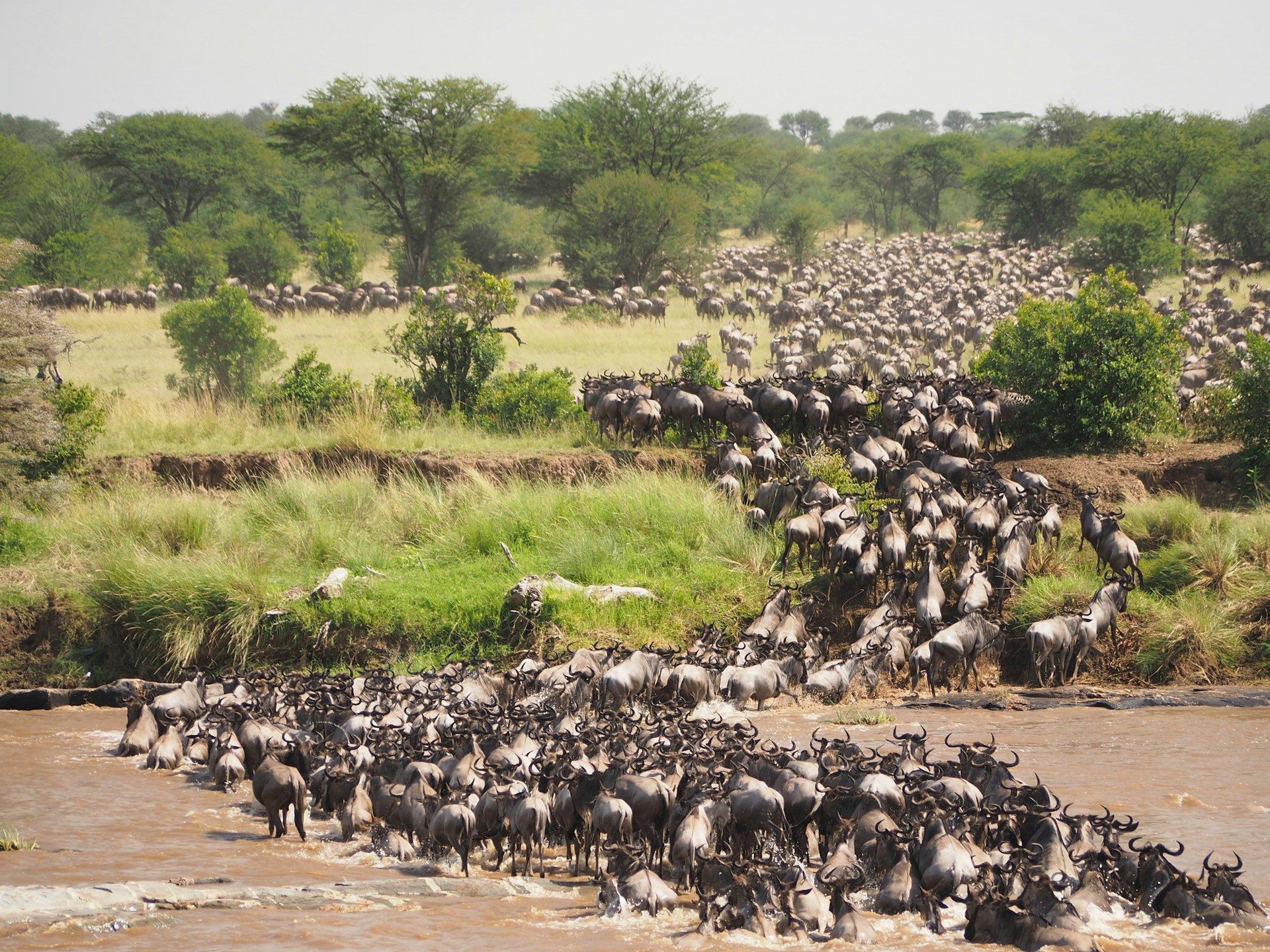 Serengeti River Crossings (Jul–Oct) — 7 Days / 6 Nights