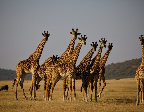 Serengeti + Ngorongoro Highlights — 6 Days / 5 Nights