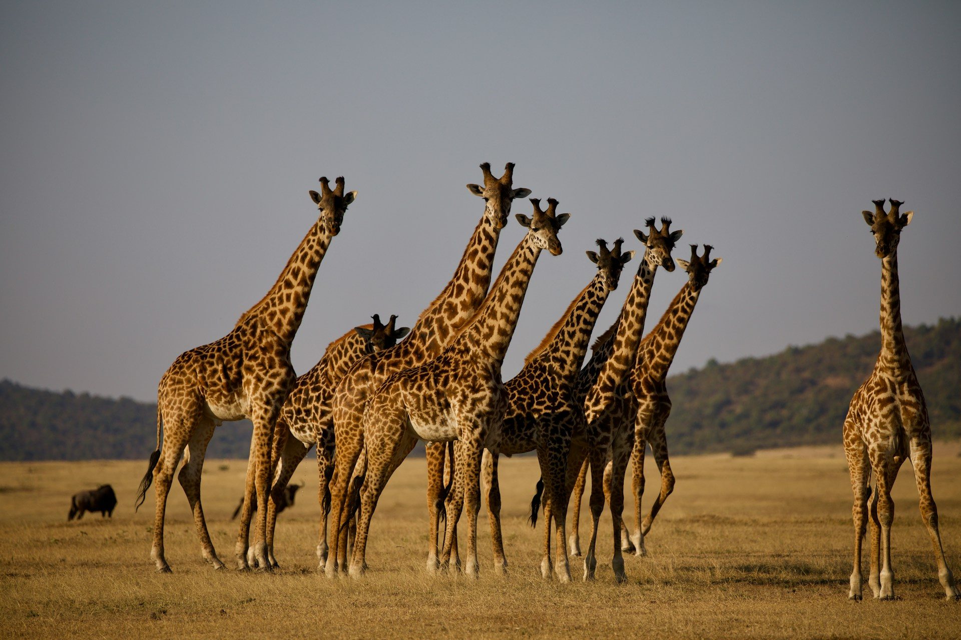 Serengeti + Ngorongoro Highlights — 6 Days / 5 Nights