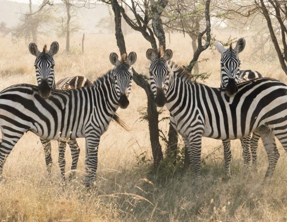 Grumeti & Western Serengeti Signature — 10 Days / 9 Nights