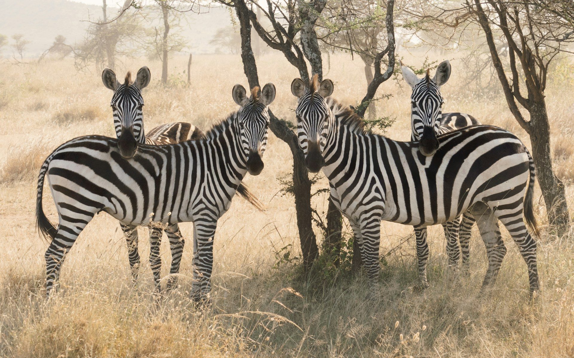 Grumeti & Western Serengeti Signature — 10 Days / 9 Nights