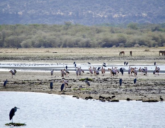 Tarangire, Manyara & Ngorongoro — 6 Days / 5 Nights