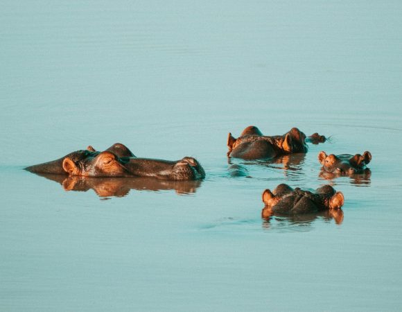 Luxury Nyerere + Ruaha — 6 Days / 5 Nights