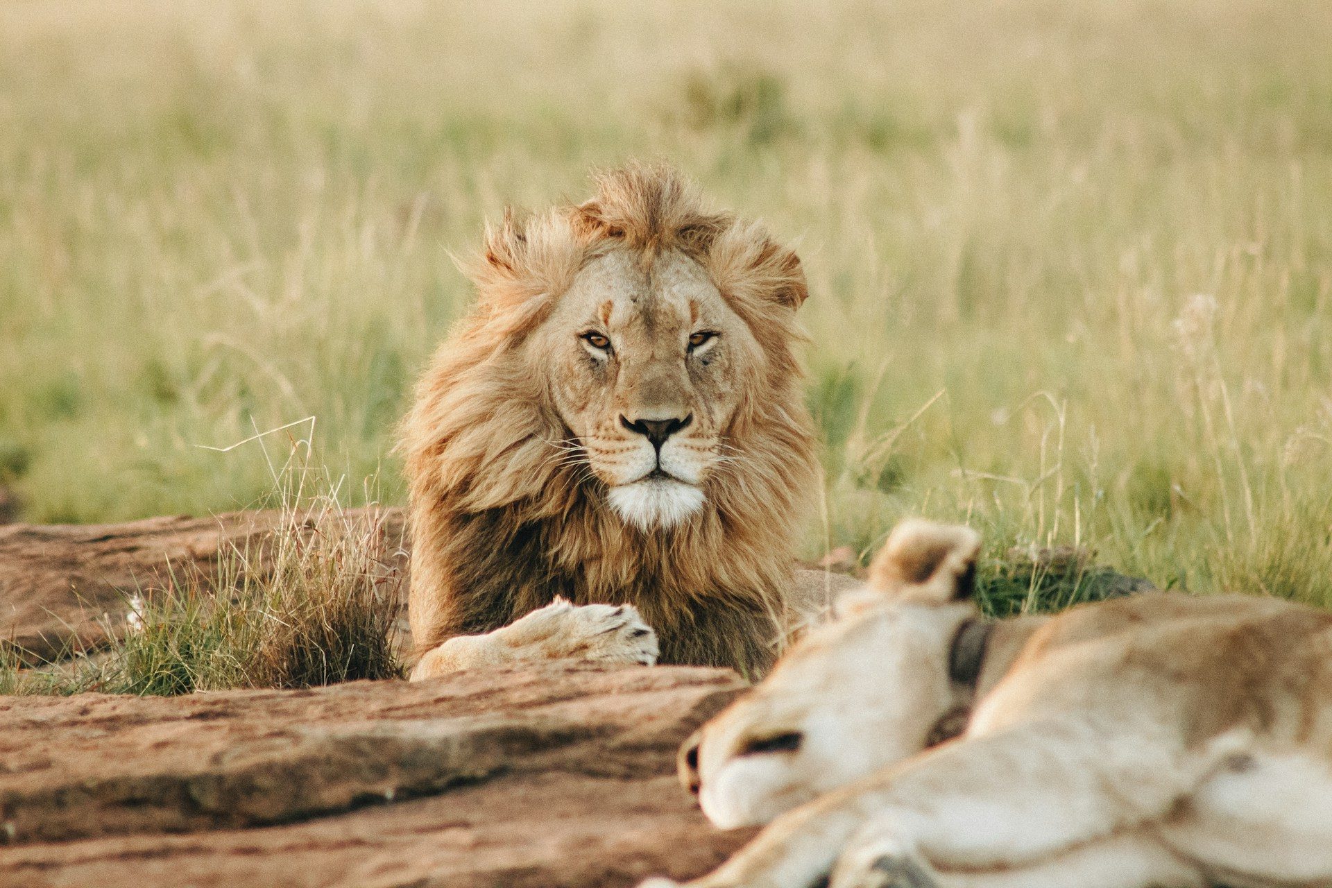 Ruaha Big Cats Break — 4 Days / 3 Nights
